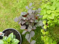 P1060071.webp