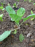 Rosenkohl.webp