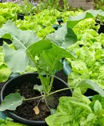 Kohlrabi.webp