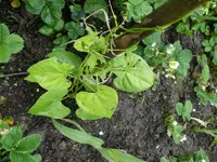 Bohnen1.webp
