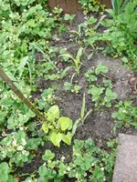 Bohnen Erdbeeren Mais.webp