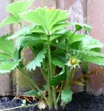 Erdbeeren Felsenbeet 1.webp