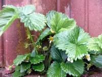 Erdbeeren Felsenbeet.webp