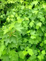 Johannnisbeeren.webp