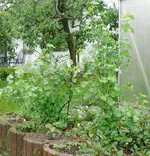 Jostabeeren1.webp
