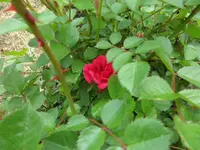SAM_1028.webp