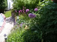 Zierlauch und Pechnellke 23.5.2013.webp