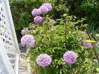 Pfingstrosen und Zierlauch 15.5.2013.webp