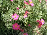 Sonnenröschen 23.5.2013.webp