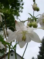 DSC03047.webp