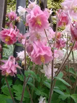 DSC02951.webp