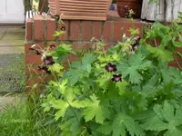 HPIM9586.webp
