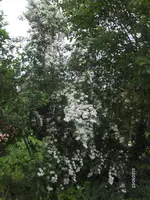 HPIM9587.webp