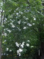 HPIM9589.webp