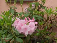 HPIM9592.webp