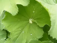 Wassertropfen.webp