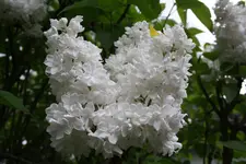 IMG_3827.webp
