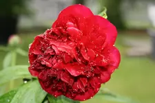 IMG_3829.webp