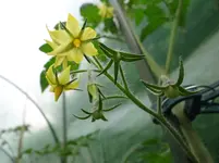 erste Tomaten1.webp