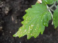 SAM_0848.webp