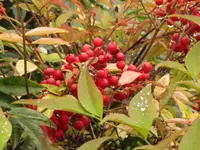 032.webp