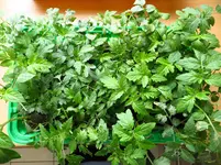 tomaten.webp