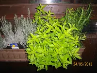 Oreganowusel 100_1268 (Large).webp