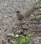 Junger Spatz im Beet.jpg