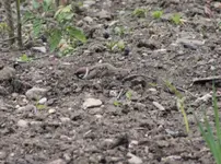 Spatz badet im Tomatenbeet.webp