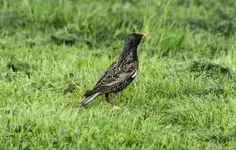 Star in frisch Gemähten +.webp