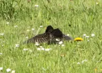 Star beim Sonnenbad.webp