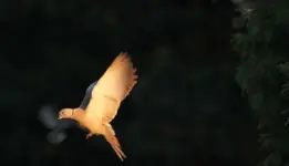 Taube bei Landung.webp