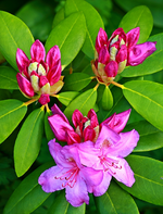 Rhodi hinten links_lila_23052013_3_700.webp