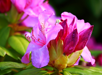 Rhodi pink blüht_23052013_4_1024.webp
