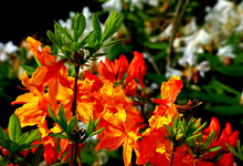 Lut_Sonia blüht_23052013_1_1024.webp