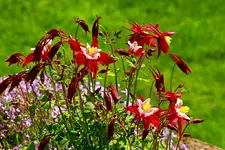 Akelei rot_weiss_1024.webp