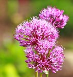 erstes Allium blüht_700.JPG