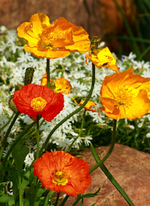Islandmohn vor weißem Polsterphlox_700.webp