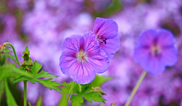 Storchenschnabel vor lila Polsterphlox_1024.webp