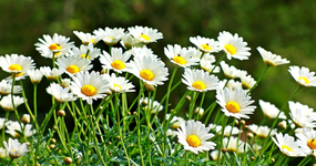 weiße Margerite blüht_1024.webp