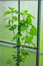 Physalisbaum_Höhe_1_50m_500.webp