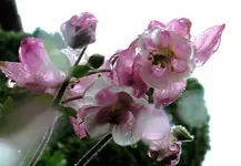 Blumen Akelei 3.webp