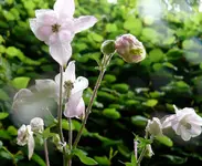 Blumen Akelei 2.webp