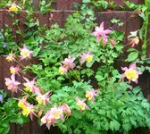 Blumen AkeleiA.webp
