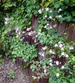 Blumen AkeleiD.webp
