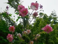 Blumen AkeleiE.webp