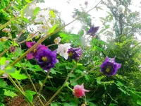 Blumen AkeleiF.webp