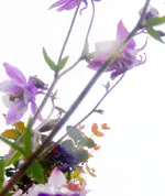Blumen AkeleiG.webp