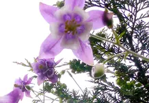 Blumen AkeleiH.webp