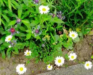 blumen margeritten1.webp